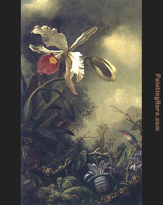 White Orchid and Hummingbird painting - Martin Johnson Heade White Orchid and Hummingbird art painting